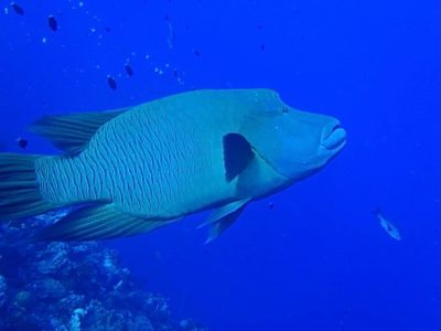 sea_img1